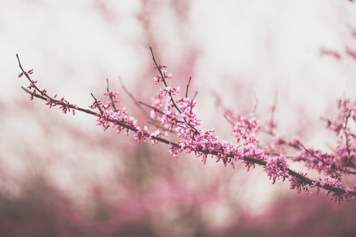 Pink blossoms on a tree branch in spring