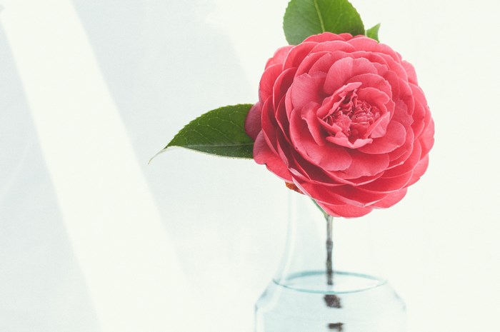 Pink Camellia Flower in a Glass Vase