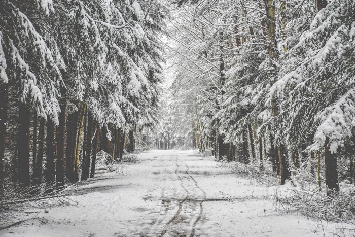 Snowy forest path in the Czech Republic