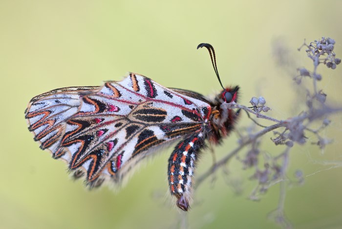 Close up of a colorful butterfly on a branch