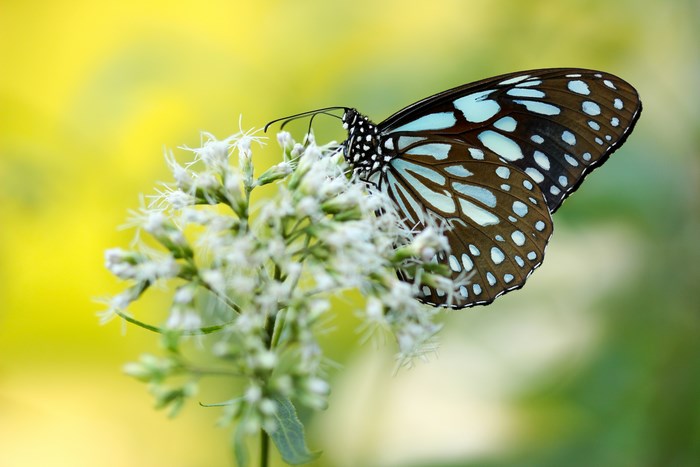 Blue Tiger Butterfly on White Flower in Taiwan