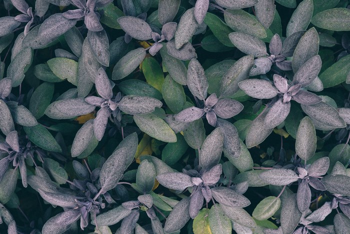 Top view of purple and green sage leaves