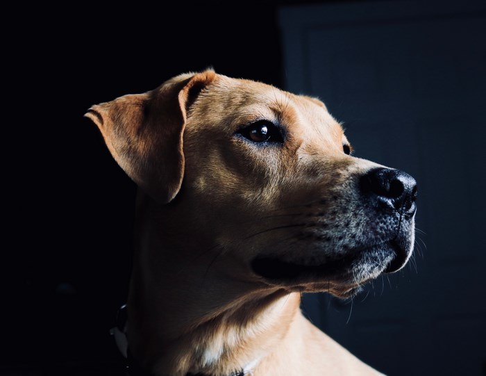 Close up portrait of a tan dog