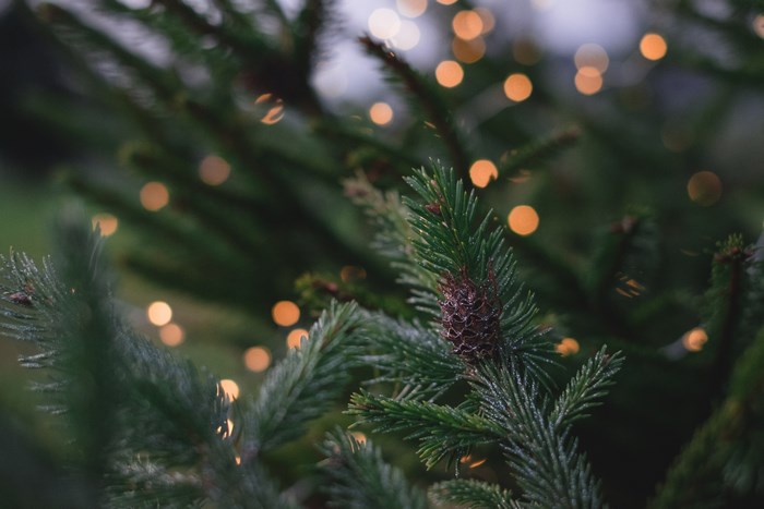 Close-up of a pine cone on a Christmas tree with bokeh lights
