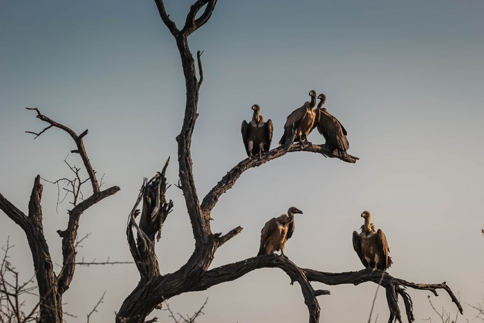 Vultures perched on a dead tree branch