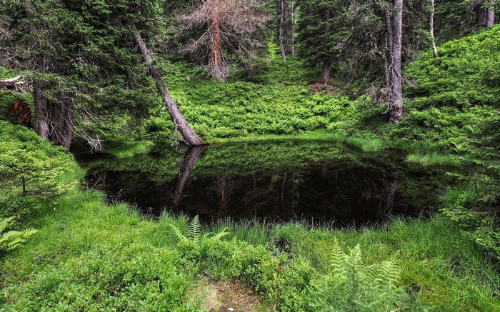 Dark forest pond with reflections
