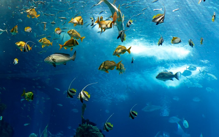 A school of fish swimming underwater in the ocean