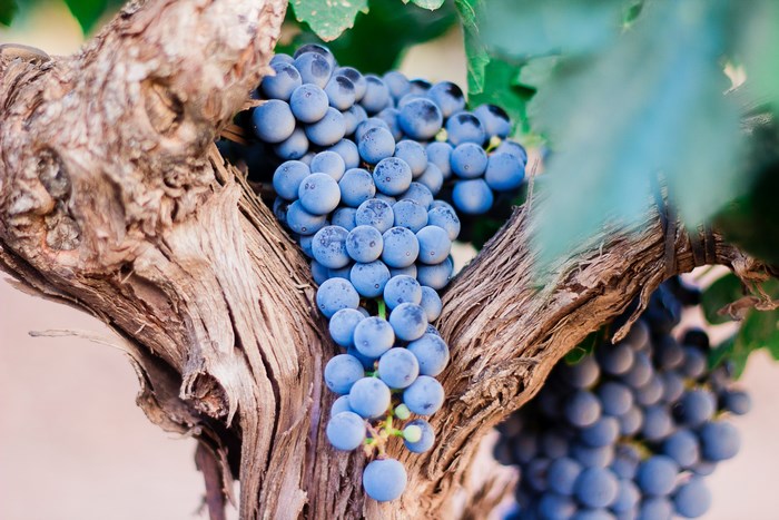 Blue grapes on a vine with rough bark
