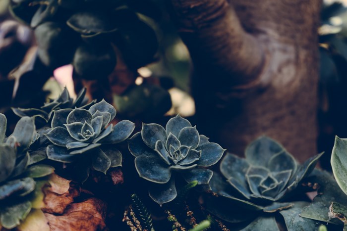 Close-up of succulent plants with a tree trunk in the background