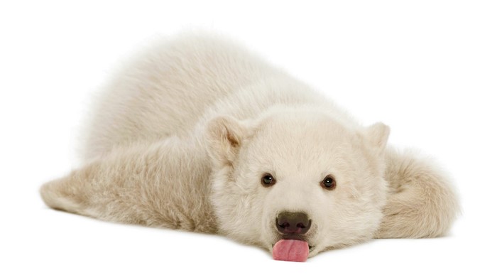 Cute polar bear cub lying down and sticking its tongue out