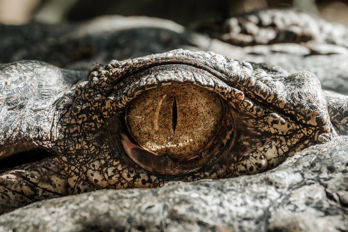 Close-up of a crocodile's eye