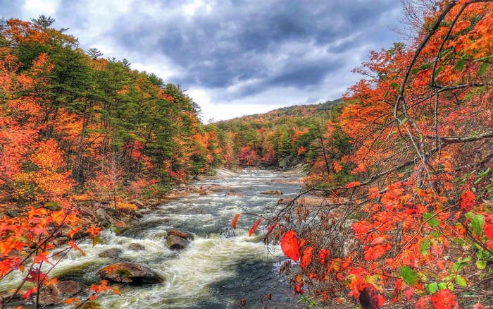 River flowing through a forest in autumn