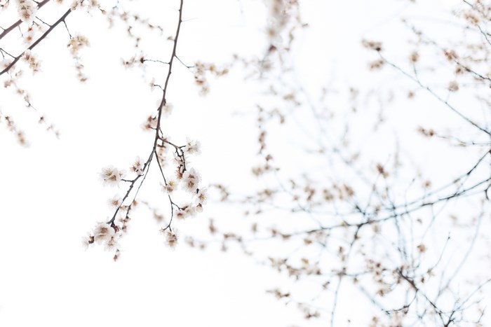 Delicate white plum blossoms on branches against a bright sky