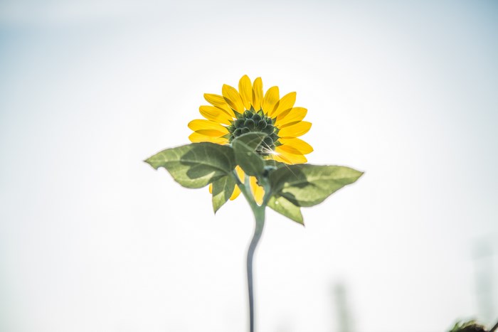 Back of a sunflower with green leaves against a bright sky