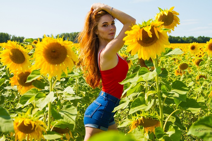 Redhead woman in red top and denim shorts in sunflower field