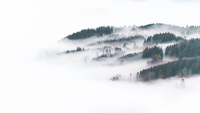 Misty forest in Bavaria, Germany