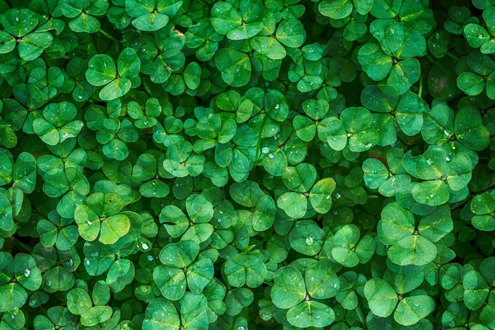 Close-up of green shamrocks with water droplets