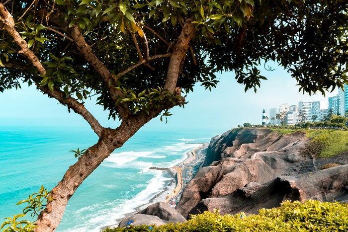 Coastal cliff with a tree and city skyline