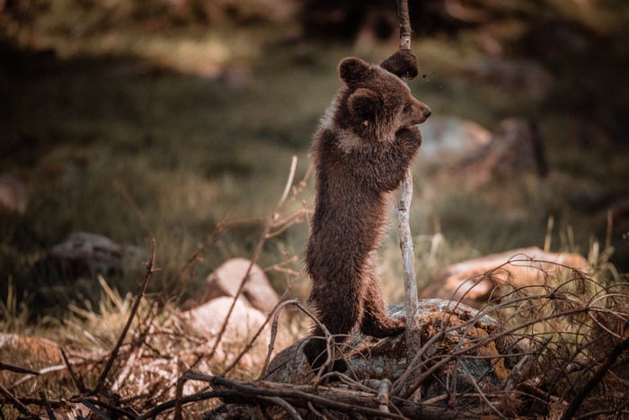 A brown bear cub stands holding a stick in a forest