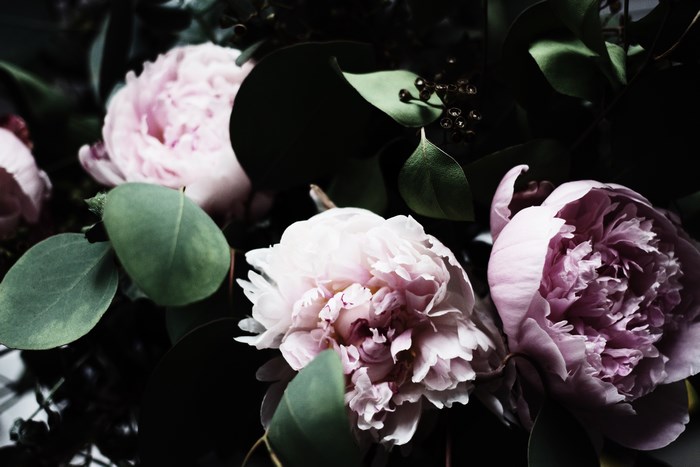 Pink peonies and eucalyptus leaves