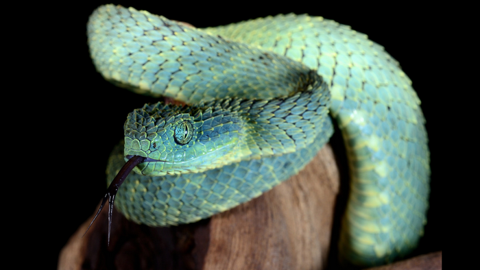 Green Bush Viper with Forked Tongue