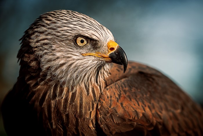 Close-up portrait of a brown eagle with sharp eyes