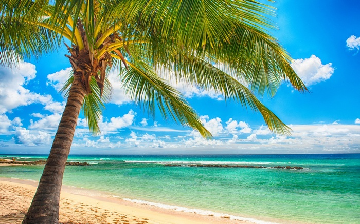 Palm tree on a tropical beach with turquoise water
