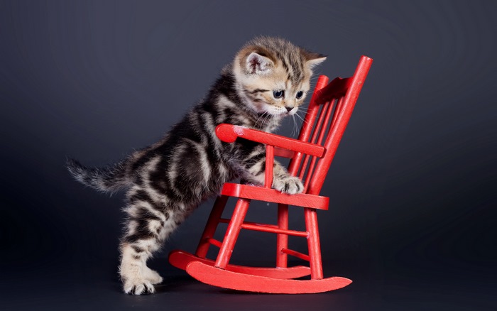 Kitten on a red rocking chair