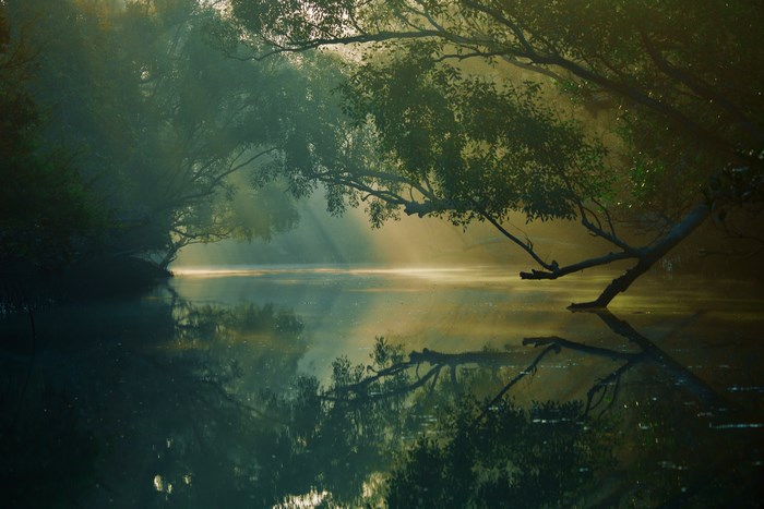 Sunlight filtering through trees onto a misty river in Sundarbans, Bangladesh