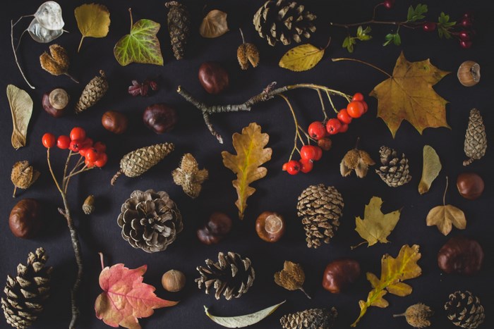 Autumn flat lay of leaves, pine cones, and berries