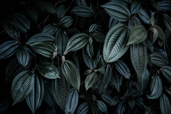 Dark Green Leaves with Detailed Texture