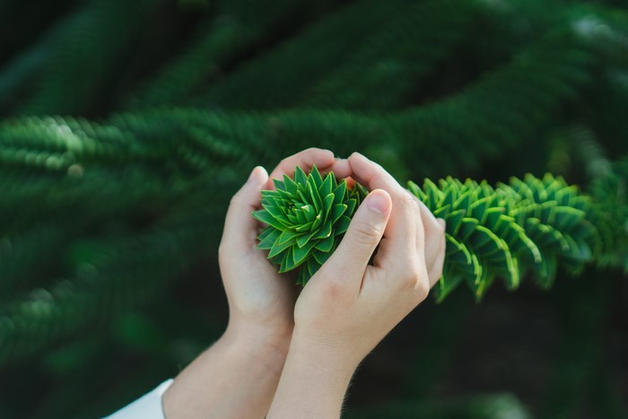 Hands holding a green succulent plant