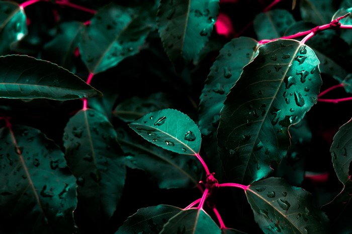 Close-up of wet green leaves with pink stems