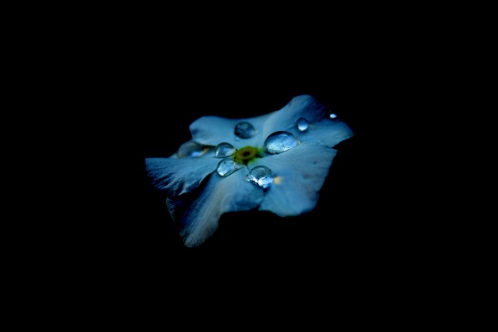 Close-up of a blue flower with water droplets