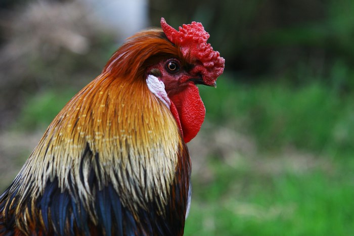 Close-up of a colorful rooster's head and neck