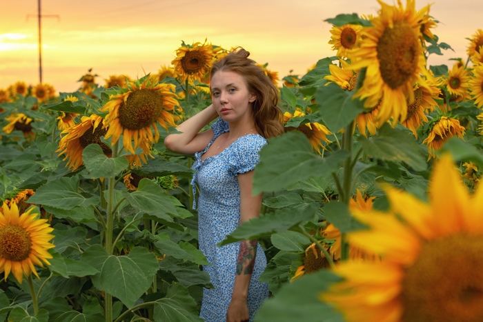 Woman in a blue dress in a sunflower field at sunset