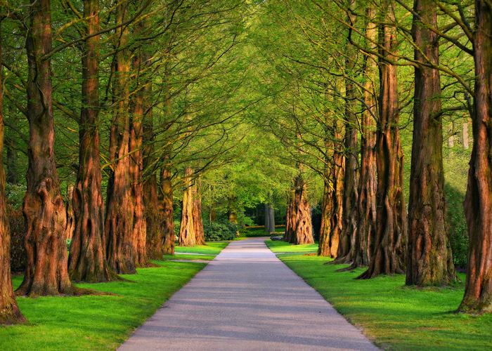 A paved path through a tree-lined park