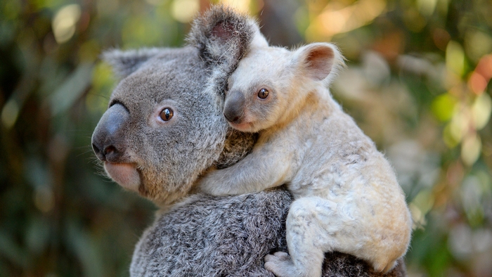 Adorable Baby Koala Clinging to Parent