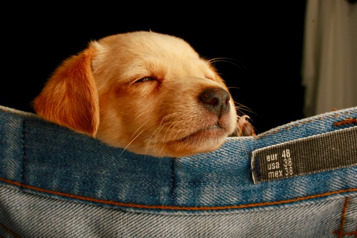 Puppy sleeping in denim jeans