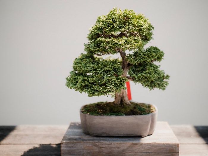 A bonsai tree in a pot on a wooden surface