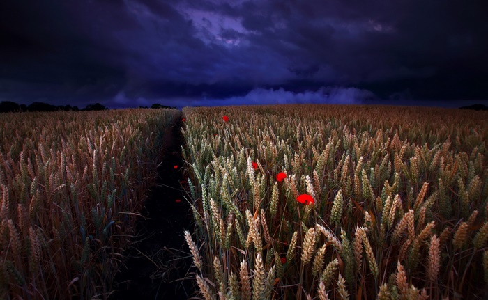 Wheat field with poppies under a stormy night sky