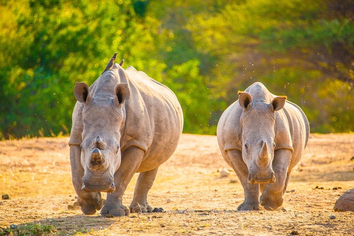 Two white rhinos in a dry, grassy field