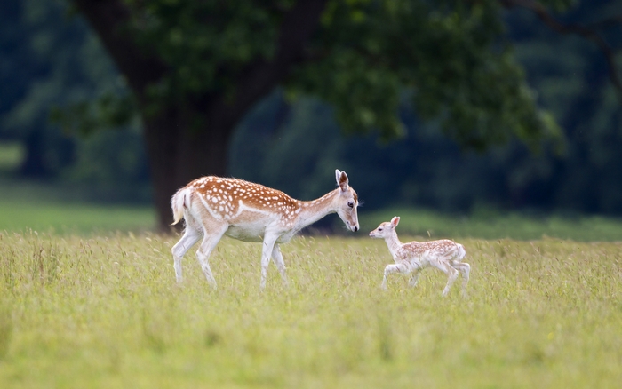 Doe and Fawn Playing in a Serene Meadow