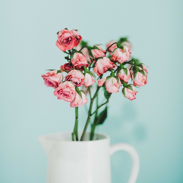 Pink roses in a white pitcher against a blue background