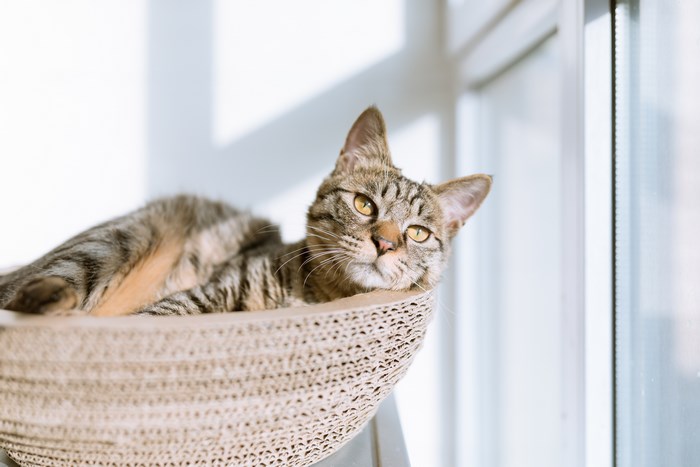 A tabby cat rests in a cardboard basket near a window.
