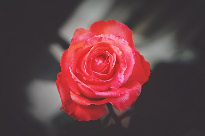 Red rose with pink accents on a dark background