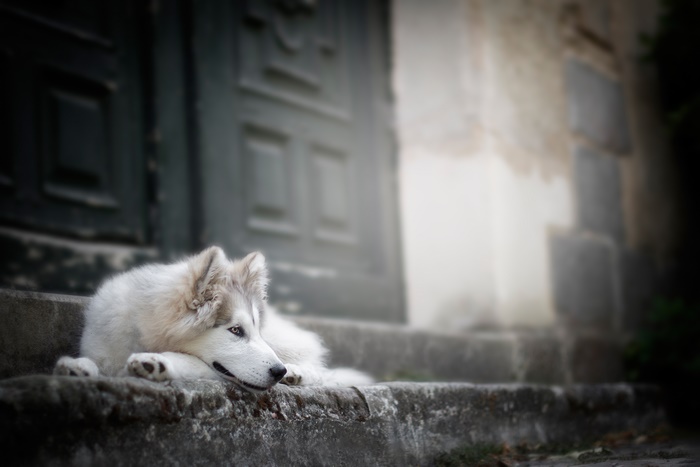 A Siberian Husky dog lying on stone steps