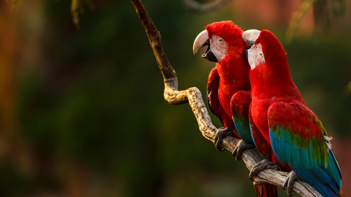 Two Red Macaws on a Branch
