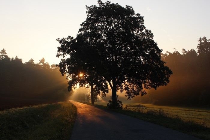Sunrise over a country road with a large tree silhouette
