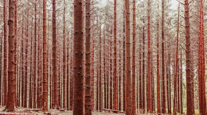 Dense forest with tall, reddish-brown trees